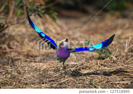 Lilac-breasted roller taking off from leaf litter Lilac-breasted roller taking off from leaf litter 127518995