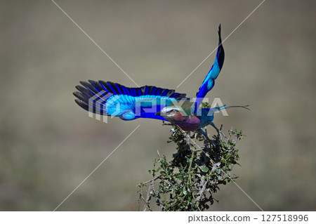 Lilac-breasted roller taking off from tangled bush Lilac-breasted roller taking off from tangled bush 127518996