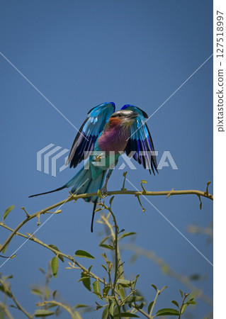Lilac-breasted roller taking off from tangled bushes Lilac-breasted roller taking off from tangled bushes 127518997