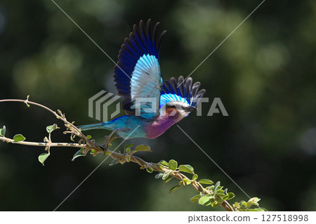 Lilac-breasted roller taking off from twisted branches Lilac-breasted roller taking off from twisted branches 127518998