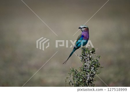 Lilac-breasted roller turning head on leafy bush Lilac-breasted roller turning head on leafy bush 127518999