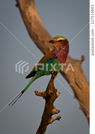 Lilac-breasted roller turns head on dead tree Lilac-breasted roller turns head on dead tree 127519001