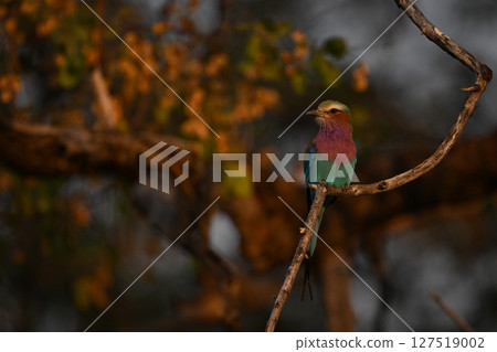 Lilac-breasted roller turns head on gnarled branch Lilac-breasted roller turns head on gnarled branch 127519002