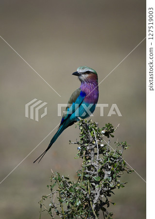 Lilac-breasted roller turns head on leafy bush Lilac-breasted roller turns head on leafy bush 127519003
