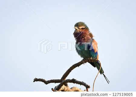 Lilac-breasted roller watches camera from gnarled branch Lilac-breasted roller watches camera from gnarled branch 127519005