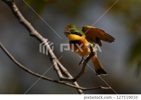 Lilac-breasted roller with catchlight flying to camera Lilac-breasted roller with catchlight flying to camera 127519010