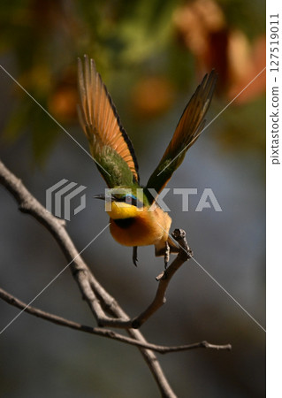 Lilac-breasted roller with catchlight flying towards camera Lilac-breasted roller with catchlight flying towards camera 127519011