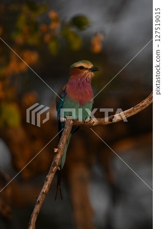 Lilac-breasted roller with catchlight on gnarled branch Lilac-breasted roller with catchlight on gnarled branch 127519015