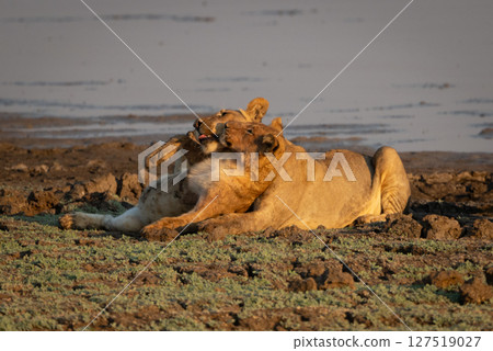 Lioness lies playing with cub by water 127519027