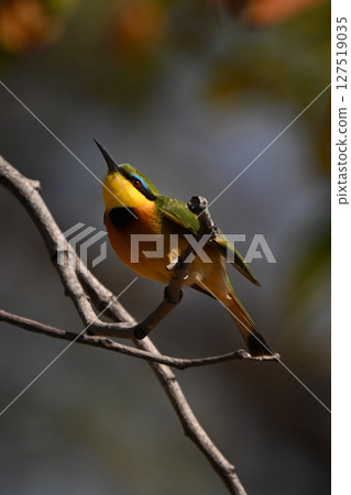 Little bee-eater crouches on branch looking up Little bee-eater crouches on branch looking up 127519035