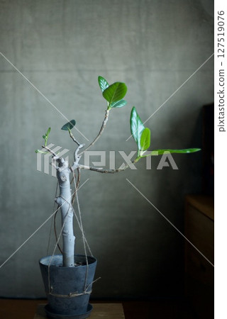 嫁接的榕樹上長出的新芽 127519076