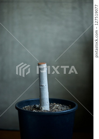 榕樹樹幹被砍掉，重新塑造形狀 127519077
