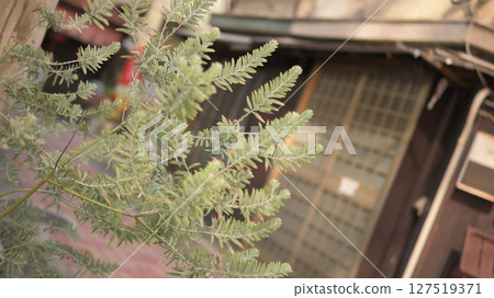 Back alley landscape Back alley landscape 127519371