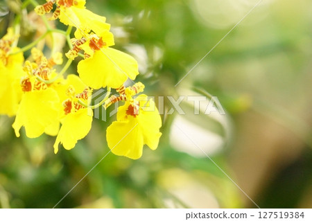 黃色花文心蘭 127519384