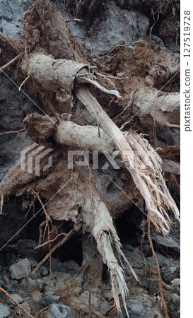 Fallen Tree With Roots In Forest. Torn Roots Of A Tree Sticking Out Of Ground After A Hurricane. roots of a tree torn out by a hurricane. Close-up. 127519728