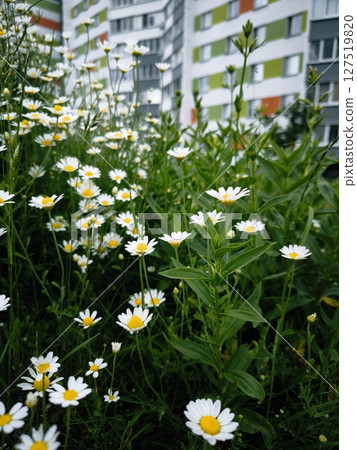 summer urban landscape. green lawn with chamomile flowers next to a multi-storey building. lawn next to the house 127519820