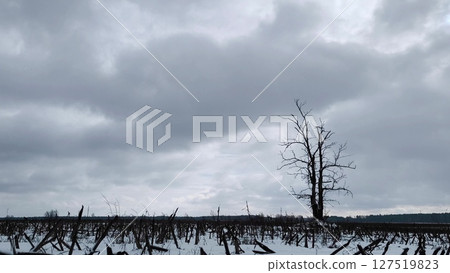 Dramatic Winter Sky with Clouds Over Snowy Field And a lonely tree. winter dramatic landscape. Black and white. 127519823
