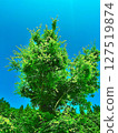 一棵在藍天中閃耀的新鮮綠樹 127519874