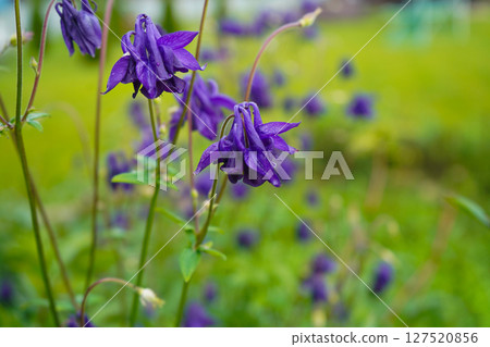 Garden scene with delicate purple bell flowers in full bloom, accompanied by lush green foliage. Nature concept for design Garden scene with delicate purple bell flowers in full bloom, accompanied by lush green foliage. Nature concept for design 127520856