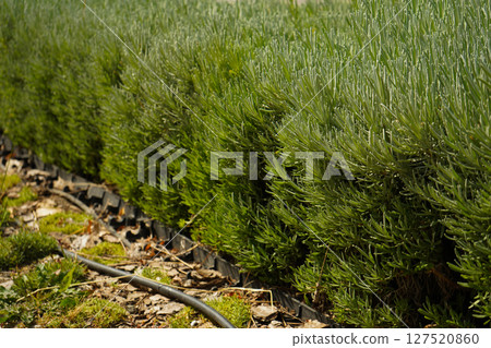 Vibrant Green Lavender Plants Flourishing in Beautiful Garden Setting Surrounded by Nature 127520860