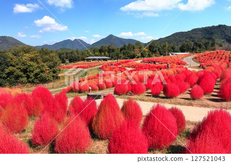 [Kagawa Prefecture] Autumn at Sanuki Mannou National Park (Kochia leaves turn bright red) 127521043
