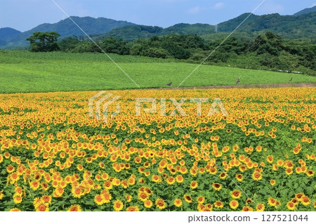 [Kagawa Prefecture] Sunflower fields at Nakayama Sunflower Complex in Mannou Town 127521044