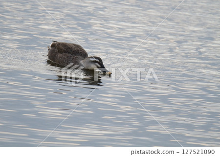 荒尾市港野生鳥類， 127521090