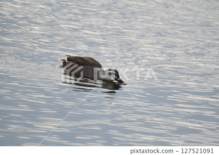 Arao City Port Wild Birds, 127521091