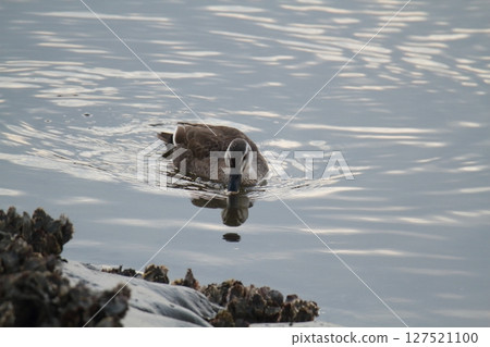 荒尾市港野生鳥類, 荒尾市港野生鳥類, 127521100