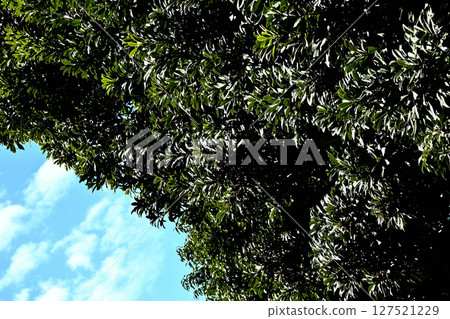 樹木和藍天 樹木和藍天 127521229