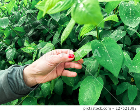 Female hand gently touching rain kissed spring foliage. Perfect for seasonal rebirth concepts, gardening blogs and eco friendly topic Female hand gently touching rain kissed spring foliage. Perfect for seasonal rebirth concepts, gardening blogs and eco friendly topic 127521392