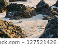 寄居蟹在南部島嶼的海灘上行走 寄居蟹在南部島嶼的海灘上行走 127521426
