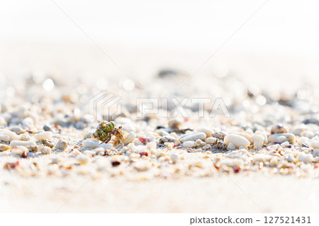寄居蟹在南部島嶼的海灘上行走 127521431