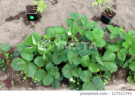 Blooming strawberry bushes and tomato seedlings in cups in a greenhouse Blooming strawberry bushes and tomato seedlings in cups in a greenhouse 127521743