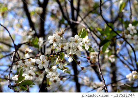 Blossoming branch of cherry tree with white flowers on sunny spring day in garden 127521744