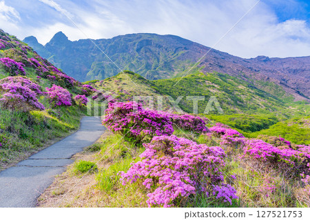 (Kumamoto Prefecture) The beautiful Miyamakirishi flowers along the walking trails of Mount Aso and Sensuikyo 127521753