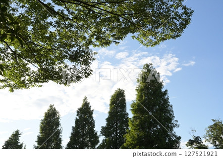 天空和雲彩 127521921