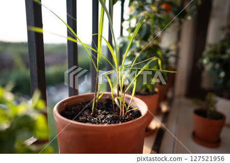 Sprouts of lemongrass herb in pot on balcony. Cultivation homegrown aroma herbs Sprouts of lemongrass herb in pot on balcony. Cultivation homegrown aroma herbs 127521956
