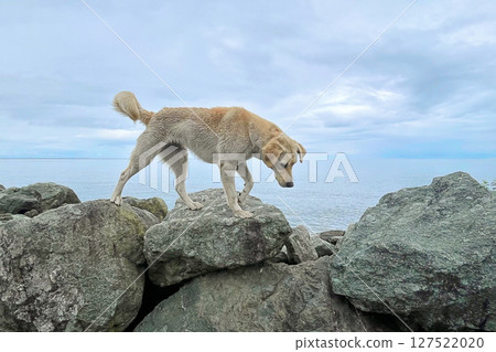 Beige dog pet walking on stones coast against sea and sky cloud background 127522020