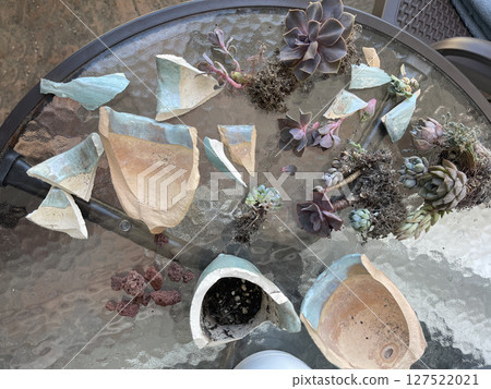 Broken ceramic pots scattered with succulent plants on a glass table in bright afternoon light 127522021