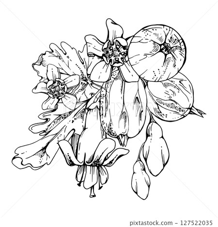 Gooseberry bell flower buds leaves, ripe garden berries Currant casseille huckleberry jostaberry, hand drawn in vector ink. Isolated boutonniere illustration. For wedding stationery, farmers market 127522035