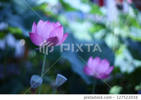 Landscape with lotus flowers 127522038