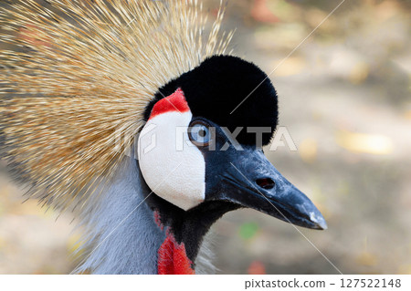 East African Crowned Crane Bird close-up. Majestic bird with striking plumage observed East African Crowned Crane Bird close-up. Majestic bird with striking plumage observed 127522148