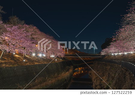 靜岡縣掛川市掛川城週邊的掛川櫻花風景 靜岡縣掛川市掛川城週邊的掛川櫻花風景 127522259