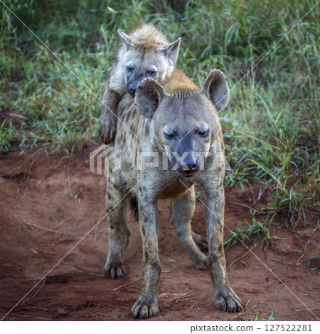 Spotted hyaena in Kruger National park, South Africa 127522281