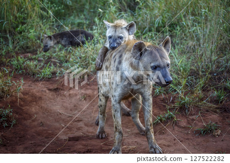 Spotted hyaena in Kruger National park, South Africa Spotted hyaena in Kruger National park, South Africa 127522282