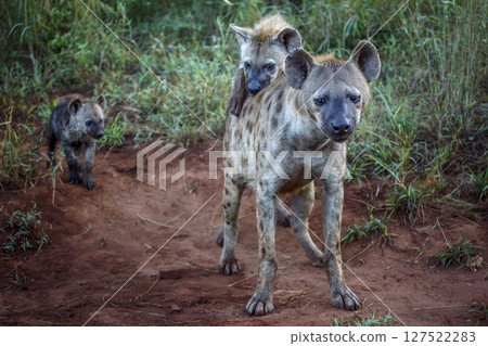 Spotted hyaena in Kruger National park, South Africa Spotted hyaena in Kruger National park, South Africa 127522283