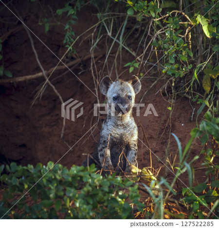 Spotted hyaena in Kruger National park, South Africa Spotted hyaena in Kruger National park, South Africa 127522285