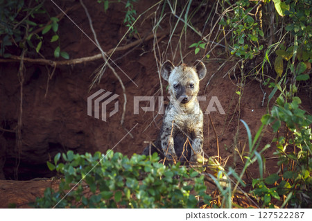 Spotted hyaena in Kruger National park, South Africa Spotted hyaena in Kruger National park, South Africa 127522287