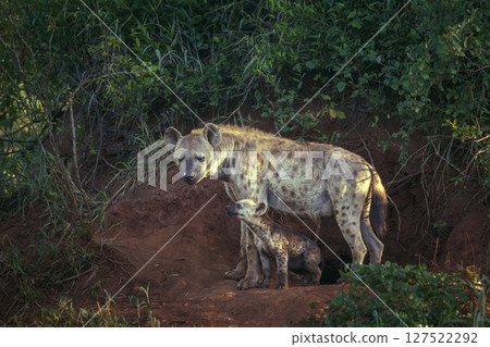 Spotted hyaena in Kruger National park, South Africa 127522292
